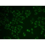 Immunofluorescence - Anti-Prostaglandin E Receptor EP2 / PTGER2 Antibody (A9111) - Antibodies.com