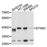 Western Blot - Anti-EFNB3 Antibody (A2916) - Antibodies.com