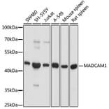 Western Blot - Anti-MAdCAM1 Antibody (A9125) - Antibodies.com