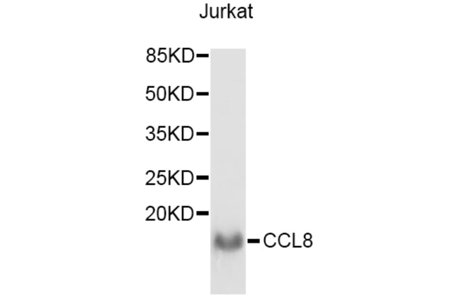 Western Blot - Anti-CCL8 Antibody (A3008) - Antibodies.com
