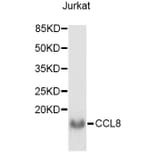 Western Blot - Anti-CCL8 Antibody (A3008) - Antibodies.com