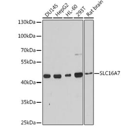 Western Blot - Anti-MCT2 Antibody (A9130) - Antibodies.com