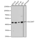 Western Blot - Anti-MCT2 Antibody (A9130) - Antibodies.com