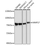 Western Blot - Anti-MT4-MMP Antibody (A9132) - Antibodies.com