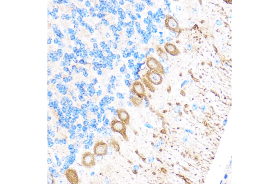Immunohistochemistry - Anti-MT4-MMP Antibody (A9132) - Antibodies.com
