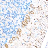 Immunohistochemistry - Anti-MT4-MMP Antibody (A9132) - Antibodies.com