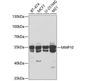 Western Blot - Anti-MMP10 Antibody (A9134) - Antibodies.com