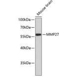 Western Blot - Anti-MMP27 Antibody (A3037) - Antibodies.com