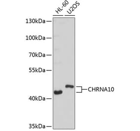 Western Blot - Anti-CHRNA10 Antibody (A9137) - Antibodies.com
