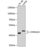 Western Blot - Anti-CHRNA10 Antibody (A9137) - Antibodies.com