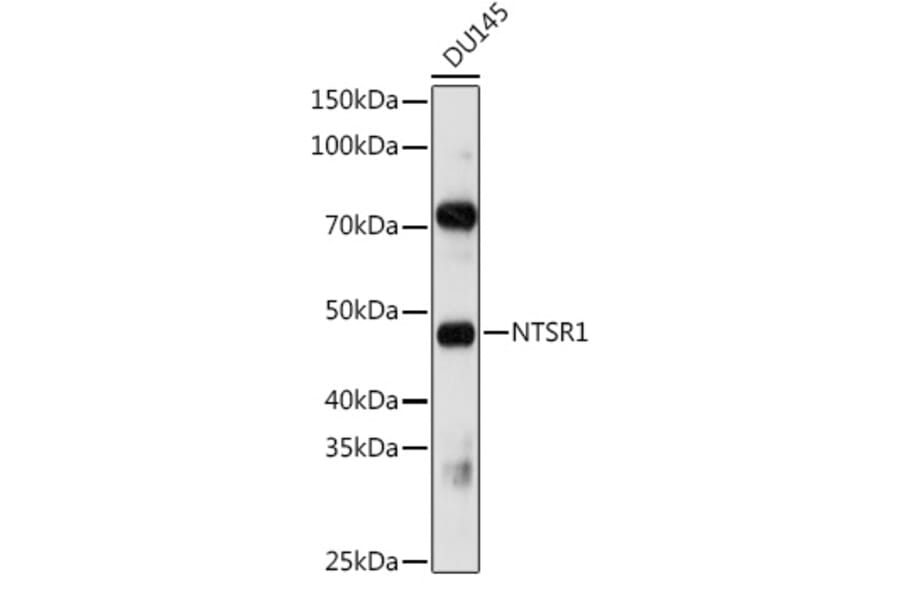 Western Blot - Anti-Neurotensin Receptor 1/NTSR1 Antibody (A9138) - Antibodies.com