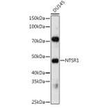 Western Blot - Anti-Neurotensin Receptor 1/NTSR1 Antibody (A9138) - Antibodies.com