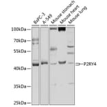 Western Blot - Anti-P2Y4 Antibody (A9140) - Antibodies.com