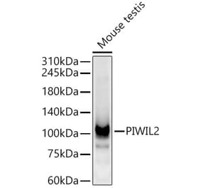 Western Blot - Anti-PIWIL2 Antibody (A9143) - Antibodies.com