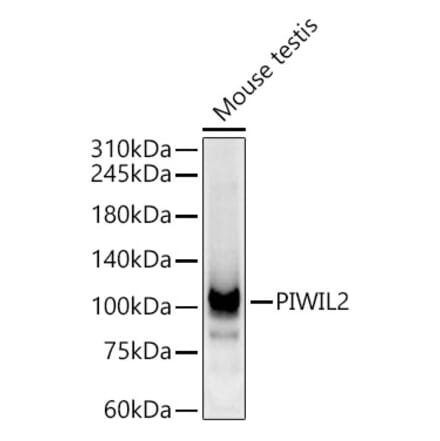 Western Blot - Anti-PIWIL2 Antibody (A9143) - Antibodies.com