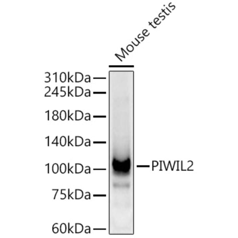Western Blot - Anti-PIWIL2 Antibody (A9143) - Antibodies.com