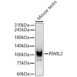 Western Blot - Anti-PIWIL2 Antibody (A9143) - Antibodies.com