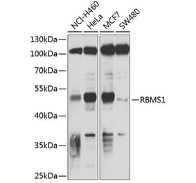 Western Blot - Anti-RBMS1 Antibody (A9144) - Antibodies.com