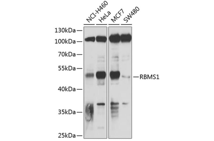 Western Blot - Anti-RBMS1 Antibody (A9144) - Antibodies.com