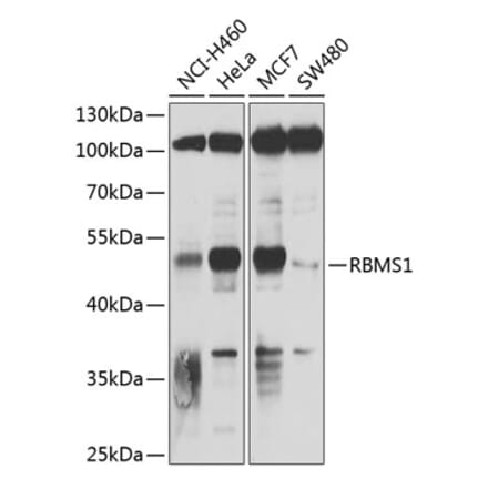 Western Blot - Anti-RBMS1 Antibody (A9144) - Antibodies.com