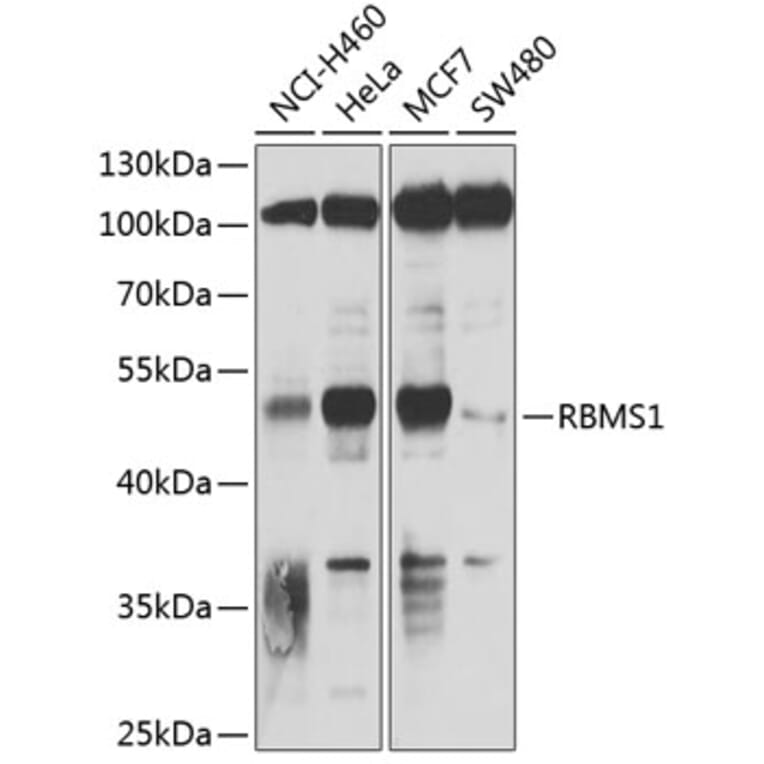 Western Blot - Anti-RBMS1 Antibody (A9144) - Antibodies.com