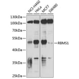 Western Blot - Anti-RBMS1 Antibody (A9144) - Antibodies.com