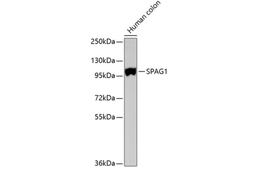 Western Blot - Anti-SPAG1 Antibody (A3087) - Antibodies.com