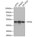 Western Blot - Anti-RTN4 Antibody (A3138) - Antibodies.com