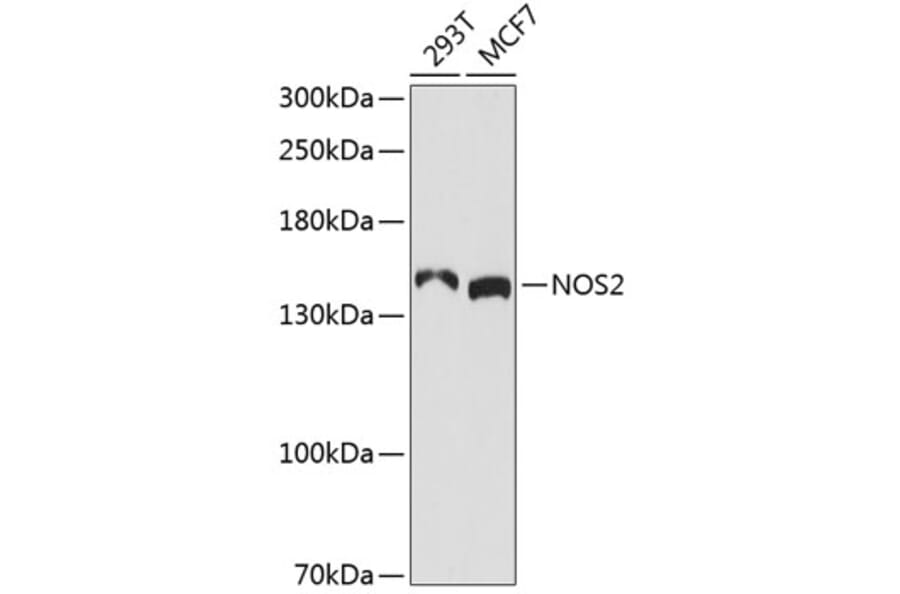 Western Blot - Anti-NOS2 Antibody (A3200) - Antibodies.com