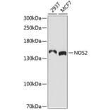 Western Blot - Anti-NOS2 Antibody (A3200) - Antibodies.com