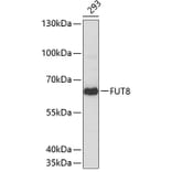 Western Blot - Anti-FUT8 Antibody (A3201) - Antibodies.com