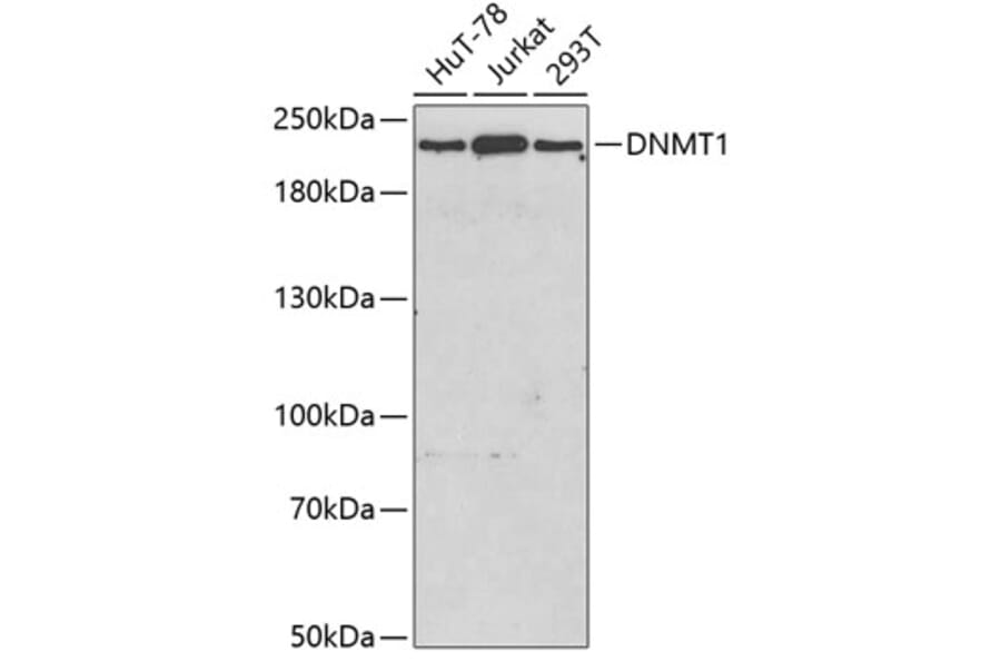 Western Blot - Anti-DNMT1 Antibody (A3205) - Antibodies.com