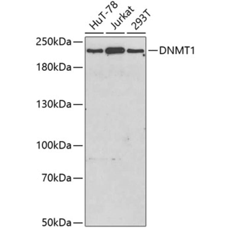 Western Blot - Anti-DNMT1 Antibody (A3205) - Antibodies.com