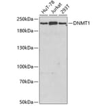 Western Blot - Anti-DNMT1 Antibody (A3205) - Antibodies.com
