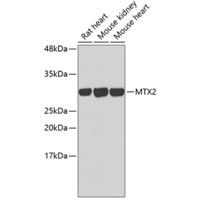 Western Blot - Anti-MTX2 Antibody (A3210) - Antibodies.com