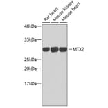 Western Blot - Anti-MTX2 Antibody (A3210) - Antibodies.com