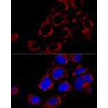 Immunofluorescence - Anti-TOMM40 Antibody (A9160) - Antibodies.com