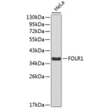 Western Blot - Anti-FOLR1 Antibody (A3215) - Antibodies.com