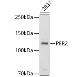 Western Blot - Anti-PER2 Antibody (A9162) - Antibodies.com