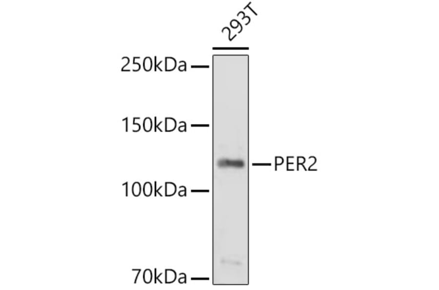 Western Blot - Anti-PER2 Antibody (A9162) - Antibodies.com