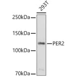 Western Blot - Anti-PER2 Antibody (A9162) - Antibodies.com