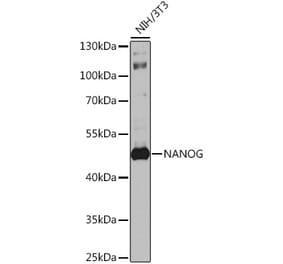 Western Blot - Anti-Nanog Antibody (A9165) - Antibodies.com