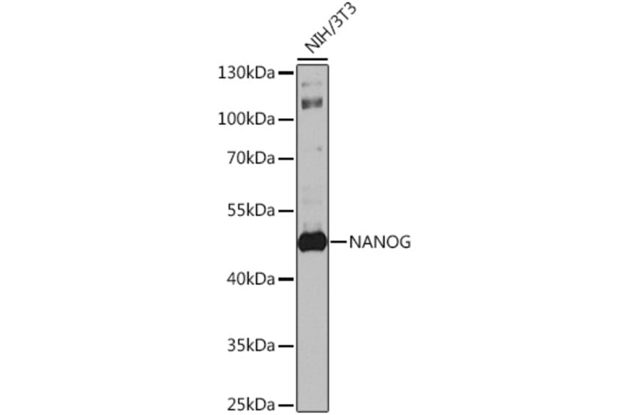 Western Blot - Anti-Nanog Antibody (A9165) - Antibodies.com