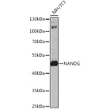 Western Blot - Anti-Nanog Antibody (A9165) - Antibodies.com