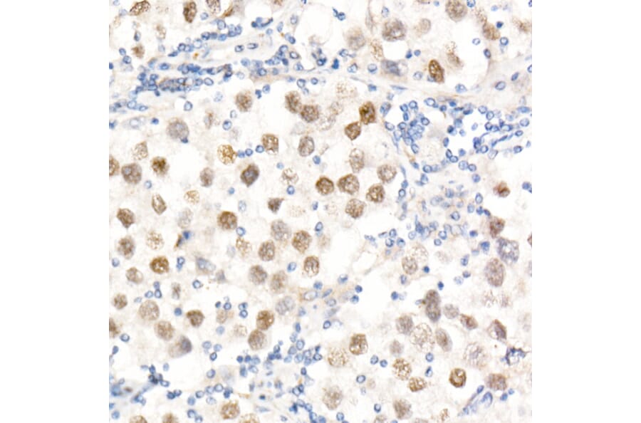 Immunohistochemistry - Anti-Nanog Antibody (A9165) - Antibodies.com