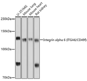 Western Blot - Anti-Integrin alpha 6 Antibody (A9166) - Antibodies.com