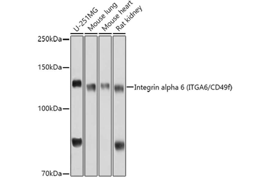 Western Blot - Anti-Integrin alpha 6 Antibody (A9166) - Antibodies.com