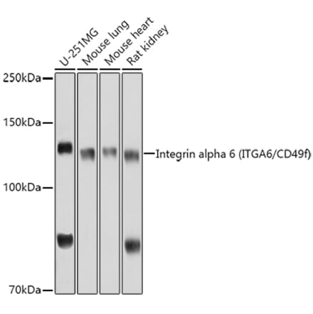 Western Blot - Anti-Integrin alpha 6 Antibody (A9166) - Antibodies.com