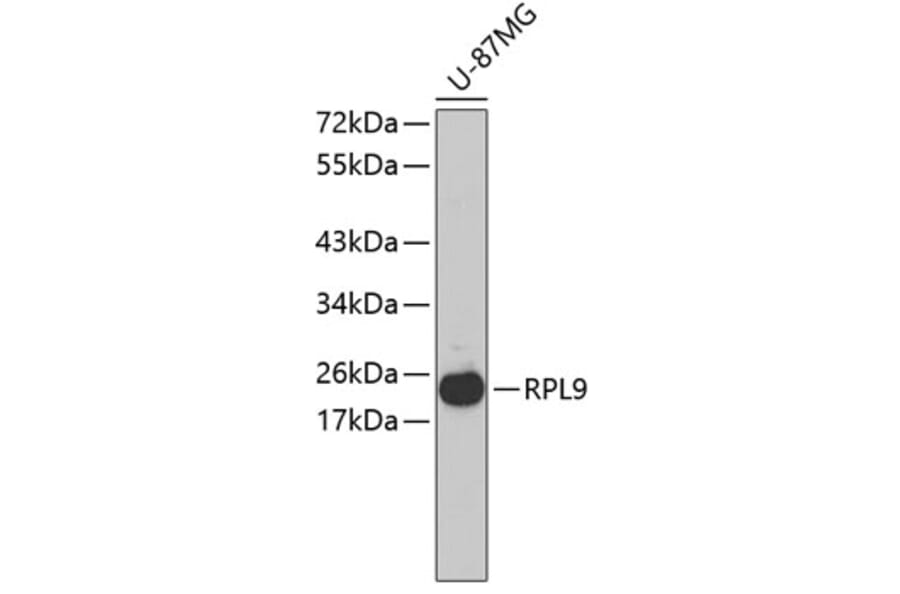 Western Blot - Anti-RPL9 Antibody (A3243) - Antibodies.com