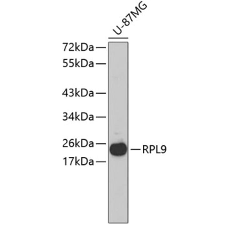 Western Blot - Anti-RPL9 Antibody (A3243) - Antibodies.com